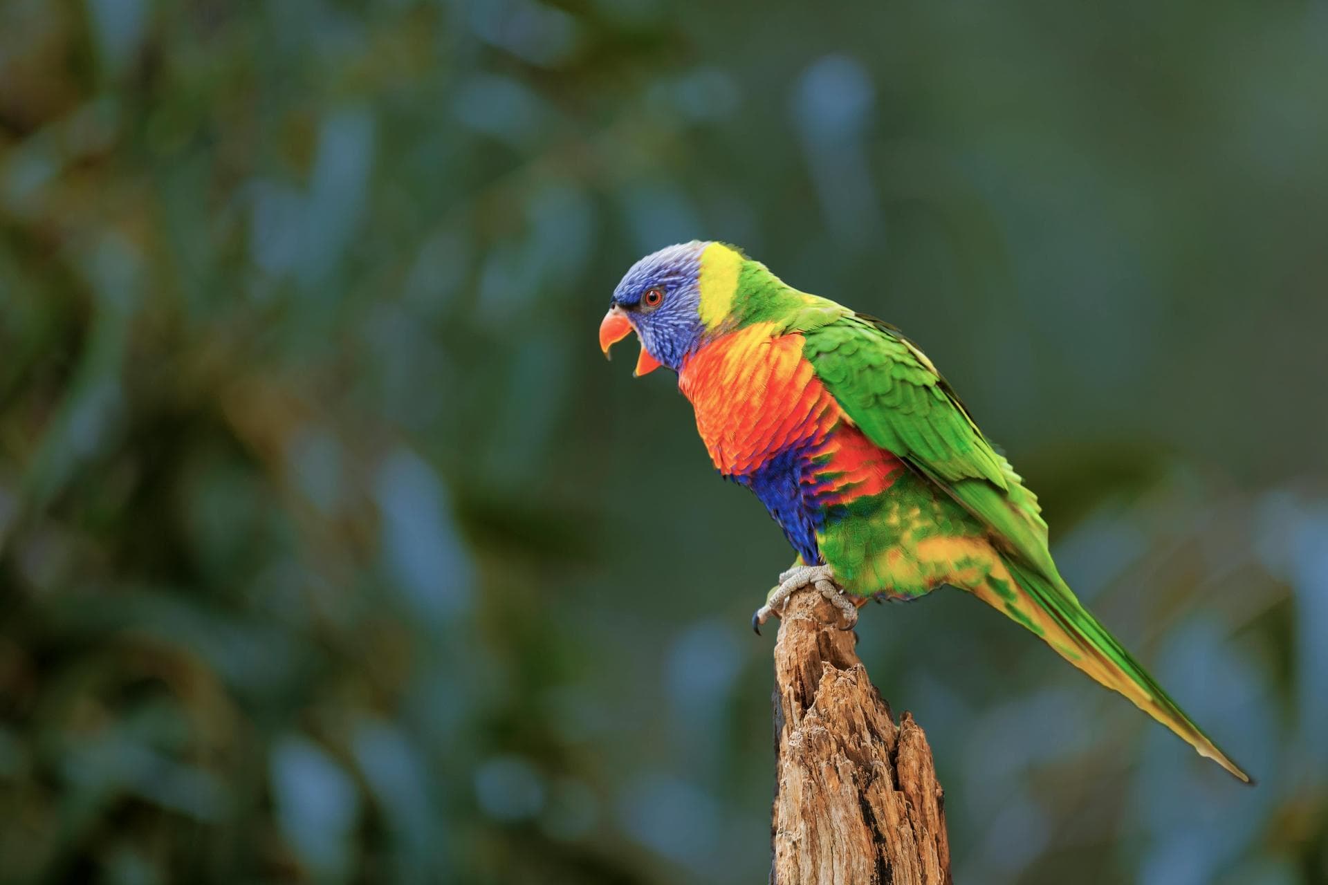 Specialist Vets in Mandeville